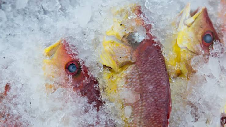 Novas regras para a pesca do pargo
