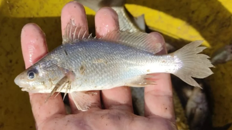Peixes do ES têm anomalias ligadas ao desastre de Mariana, diz estudo