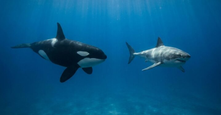 Orca x tubarão-branco: tamanho, inteligência e uma estratégia de ataque colocam um dos predadores no topo da disputa