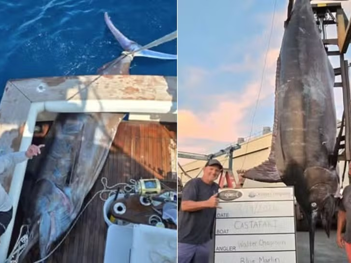 Pescadores dos EUA fisgam marlim de 544 quilos, ficando a 64 de recorde brasileiro
