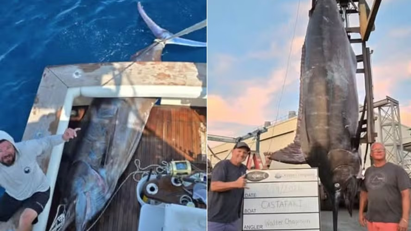 Pescadores dos EUA fisgam marlim de 544 quilos, ficando a 64 de recorde brasileiro