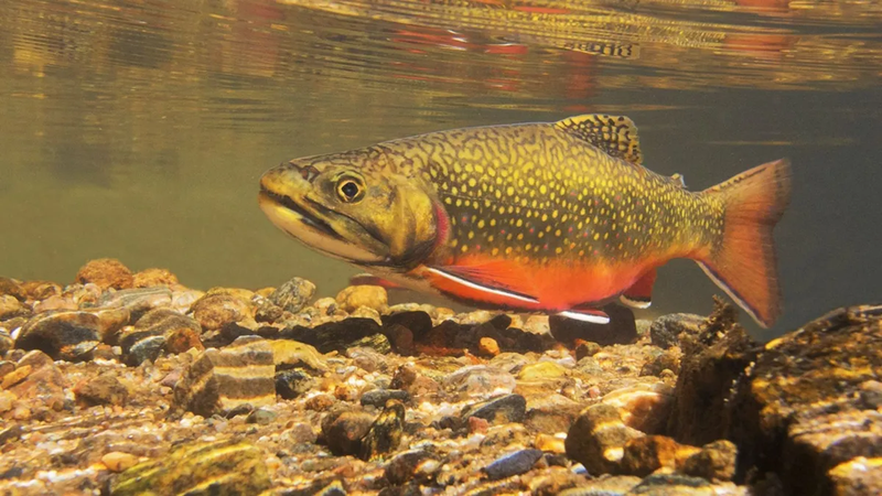‘Supermachos’ são criados por cientistas para combater espécie invasora de peixe