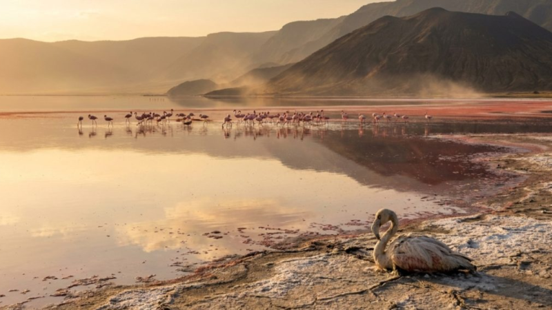 O Lago Natron preserva carcaças cobertas por minerais, mas suas águas extremas viram berçário para milhões de flamingos