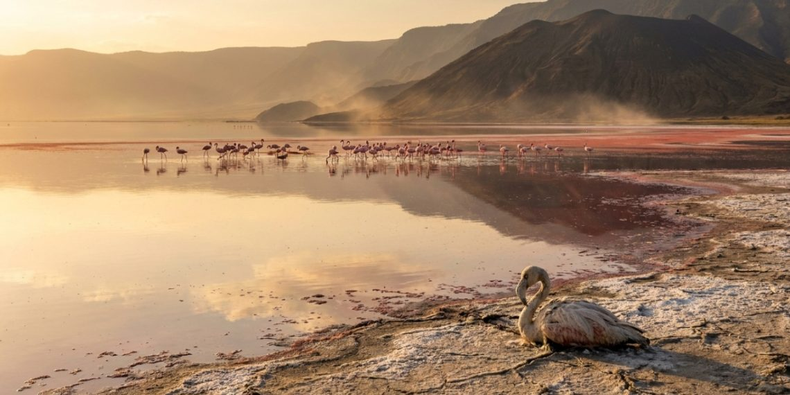O Lago Natron preserva carcaças cobertas por minerais, mas suas águas extremas viram berçário para milhões de flamingos