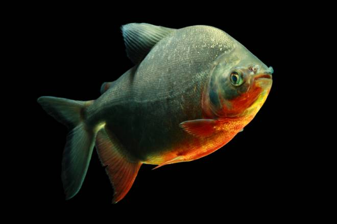 Unesp mapeia genoma de peixe brasileiro e abre caminho para avanço da aquicultura