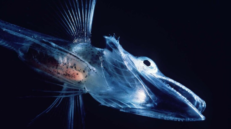 Entenda como um grupo de peixes dominou o oceano mais frio da Terra