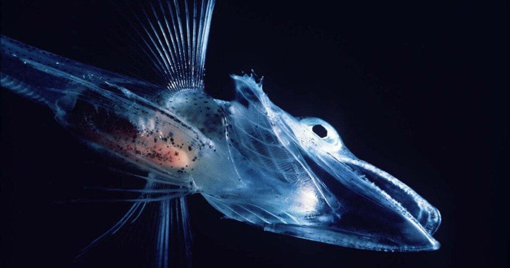 Entenda como um grupo de peixes dominou o oceano mais frio da Terra