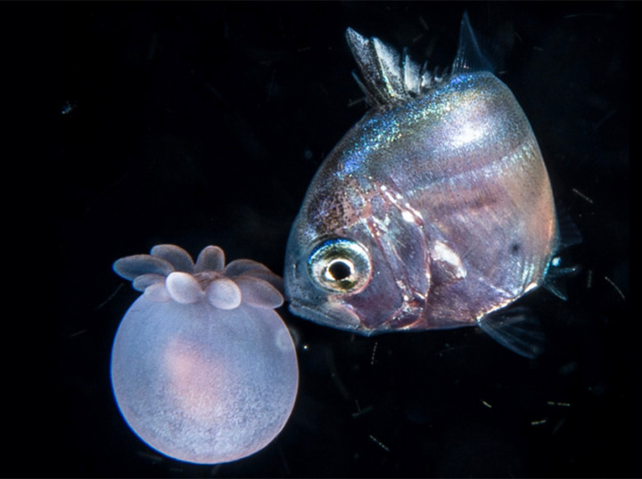 Mergulho noturno revela interação inédita entre peixes e anêmonas