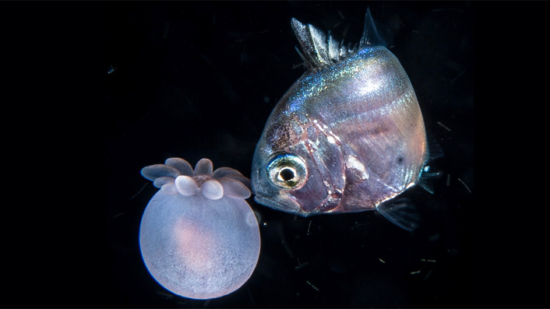 Mergulho noturno revela interação inédita entre peixes e anêmonas