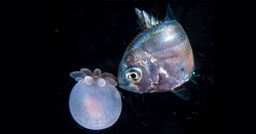 Mergulho noturno revela interação inédita entre peixes e anêmonas