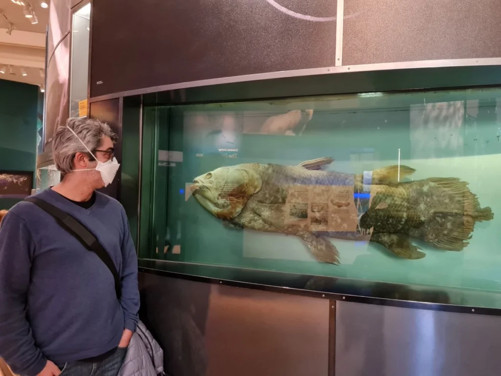 Peixe pré-histórico permanece com anatomia inalterada há 65 milhões de anos