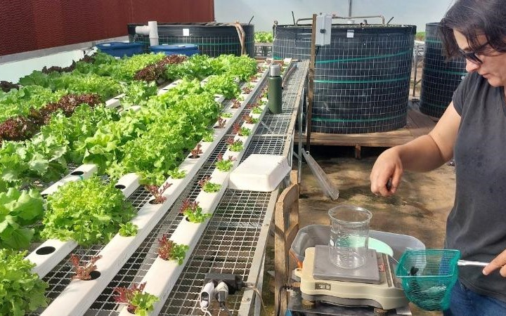 Conhece o perifíton? Pois saiba que ele traz benefícios para produção sustentável de peixes e hortaliças