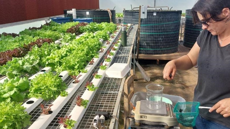 Conhece o perifíton? Pois saiba que ele traz benefícios para produção sustentável de peixes e hortaliças