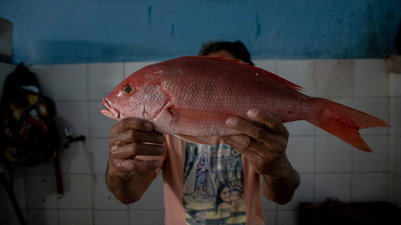 Alerta no Mar: Captura do Pargo Atinge 80% da Cota Anual e Temporada se Aproxima do Fim