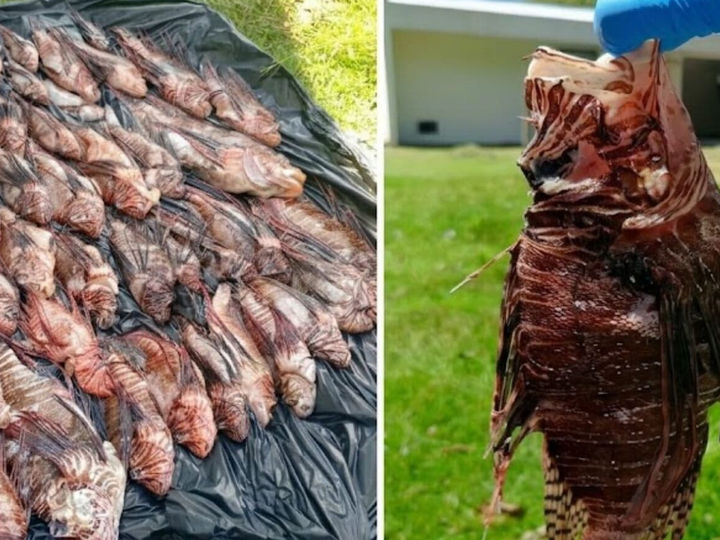 Com mais de 400 exemplares capturados no sul da Bahia, peixe-leão acende alerta em Abrolhos