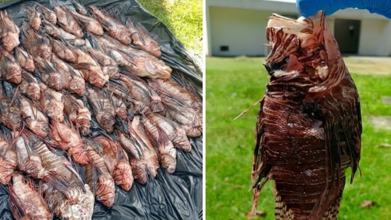 Com mais de 400 exemplares capturados no sul da Bahia, peixe-leão acende alerta em Abrolhos