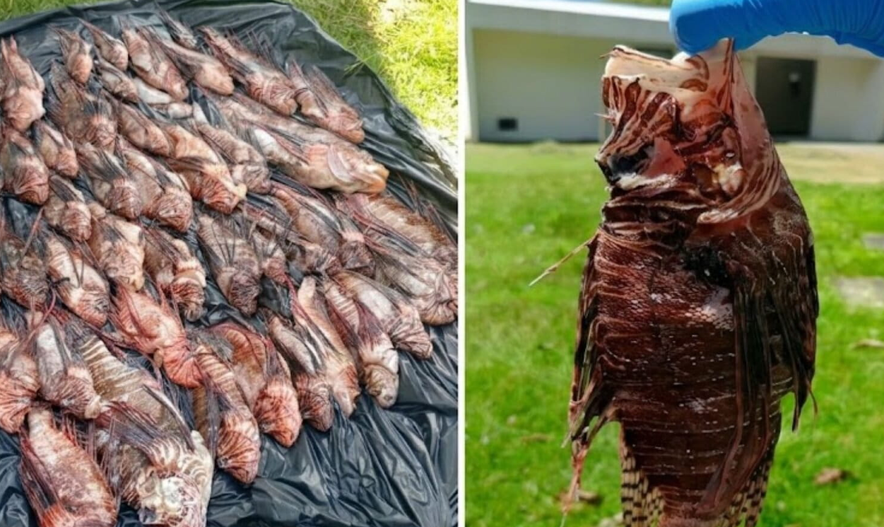 Com mais de 400 exemplares capturados no sul da Bahia, peixe-leão acende alerta em Abrolhos