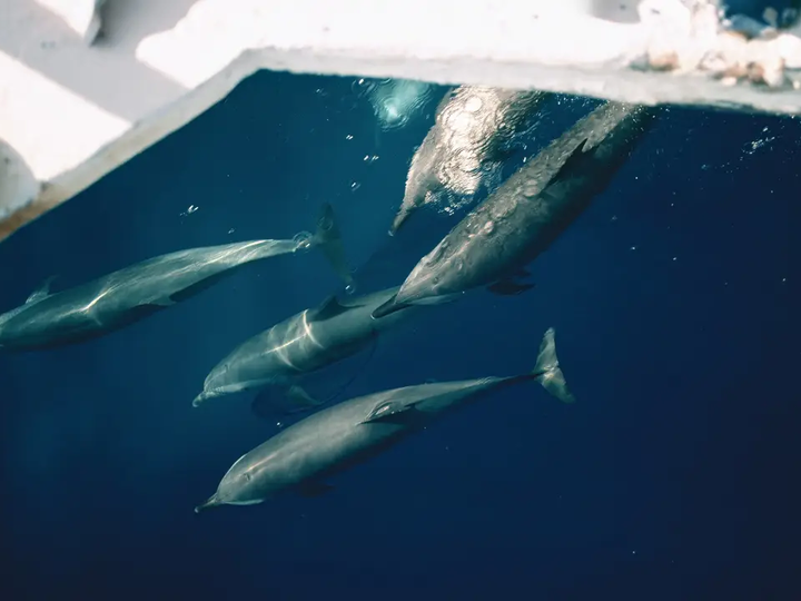 O fator que leva golfinhos a perseguir barcos de pesca, segundo novo estudo