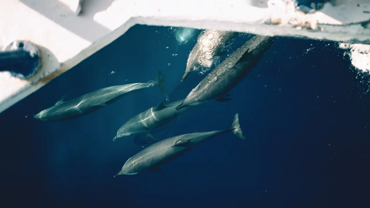 O fator que leva golfinhos a perseguir barcos de pesca, segundo novo estudo