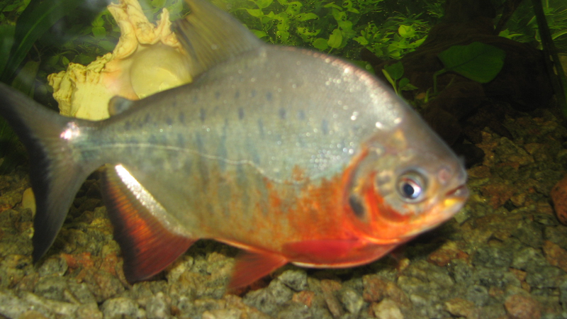 Unesp mapeia genoma da pirapitinga para impulsionar aquicultura