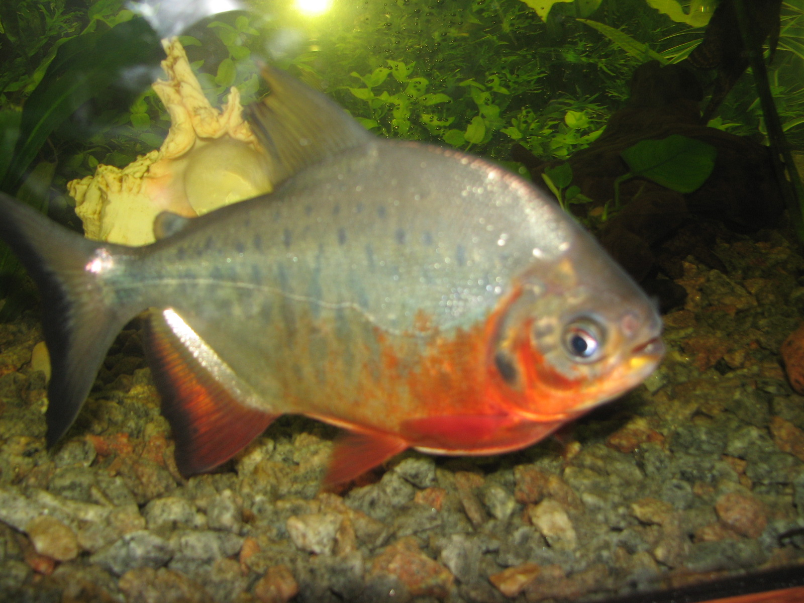 Unesp mapeia genoma da pirapitinga para impulsionar aquicultura
