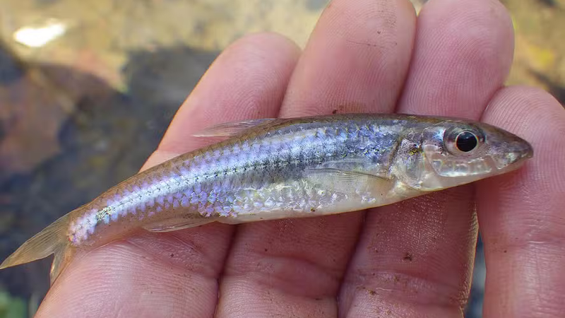 Deformidades em peixes viram ‘termômetro’ para avaliar a saúde das águas