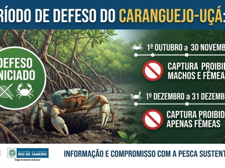 Período de Defeso do Caranguejo-Uçá Começa no Rio de Janeiro: O que Pescadores e Consumidores Deixam de Saber sobre a Proteção da Espécie