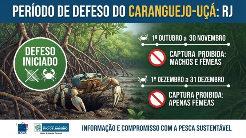Período de Defeso do Caranguejo-Uçá Começa no Rio de Janeiro: O que Pescadores e Consumidores Deixam de Saber sobre a Proteção da Espécie