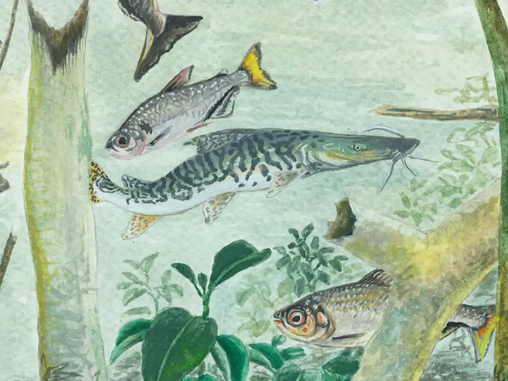 Amazônia tem mais de 2,7 mil espécies de peixes, aponta estudo