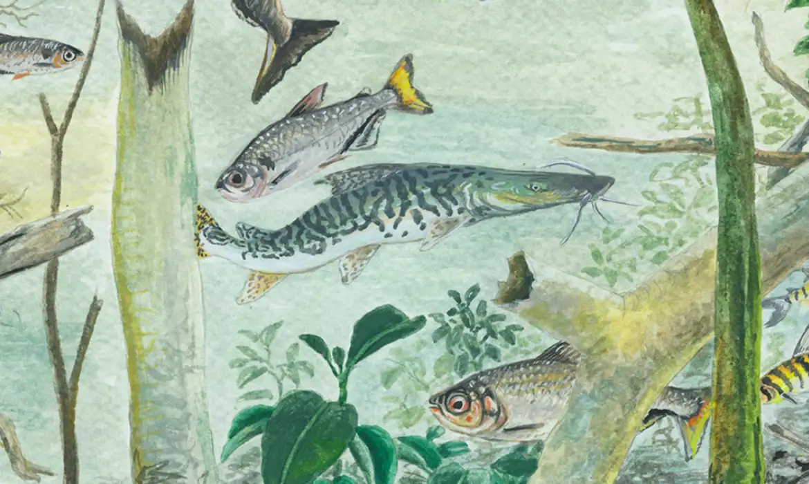 Amazônia tem mais de 2,7 mil espécies de peixes, aponta estudo